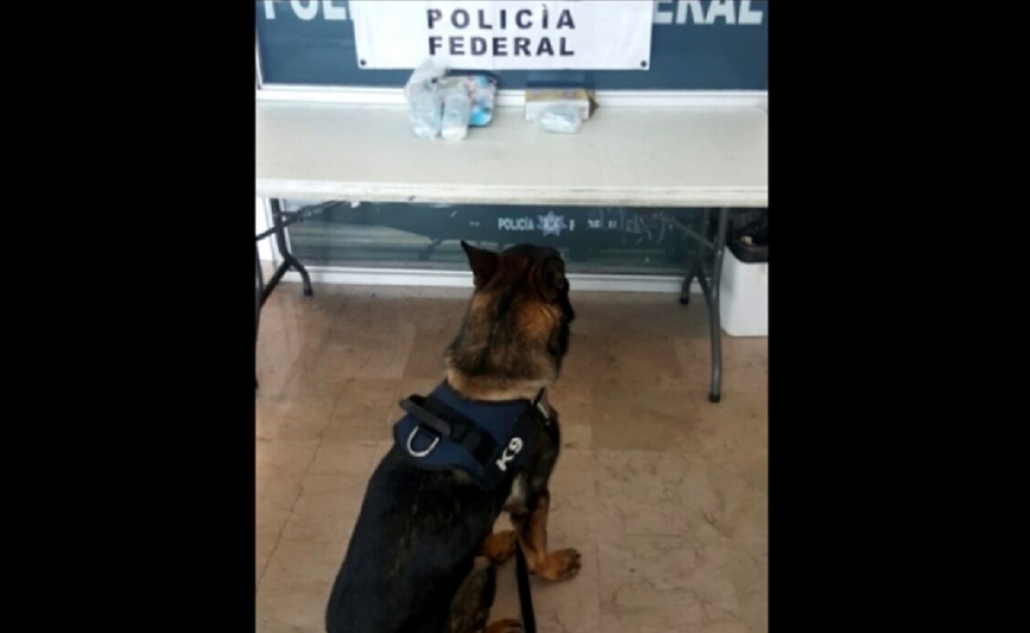 Jubilan a 28 oficiales caninos; serán adoptados por familias