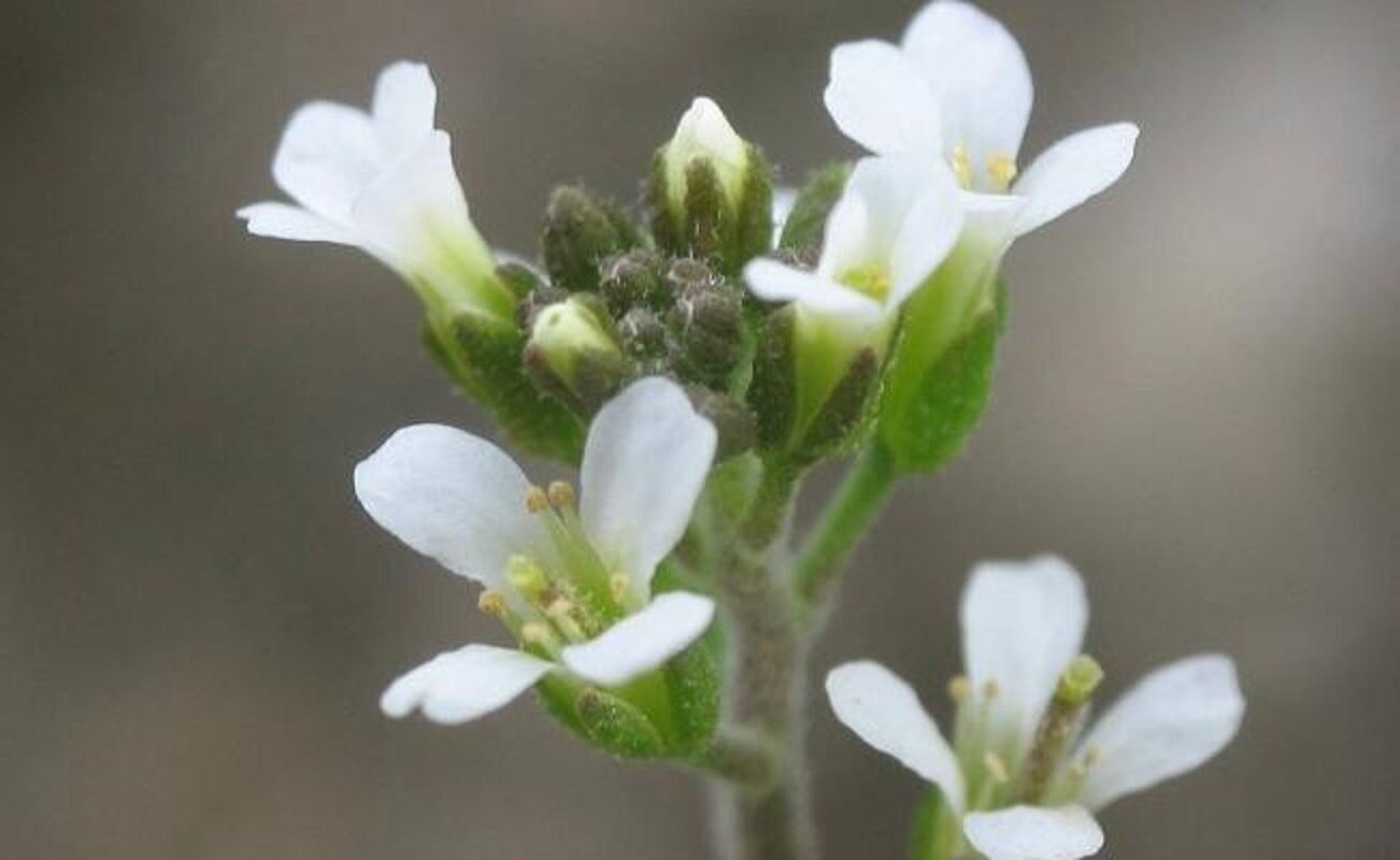 ¿Cómo "sienten" las plantas el mundo?