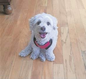 Cuento. Capítulo 2: Una historia, un perrito. Me llamo Morita