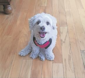 Cuento. Capítulo 2: Una historia, un perrito. Me llamo Morita