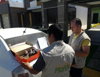 Asegura Profepa 13 ejemplares de ave protegida