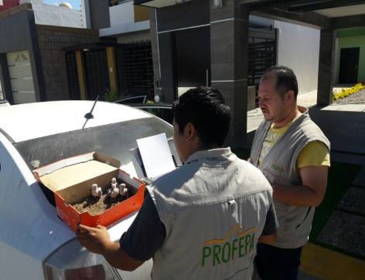 Asegura Profepa 13 ejemplares de ave protegida