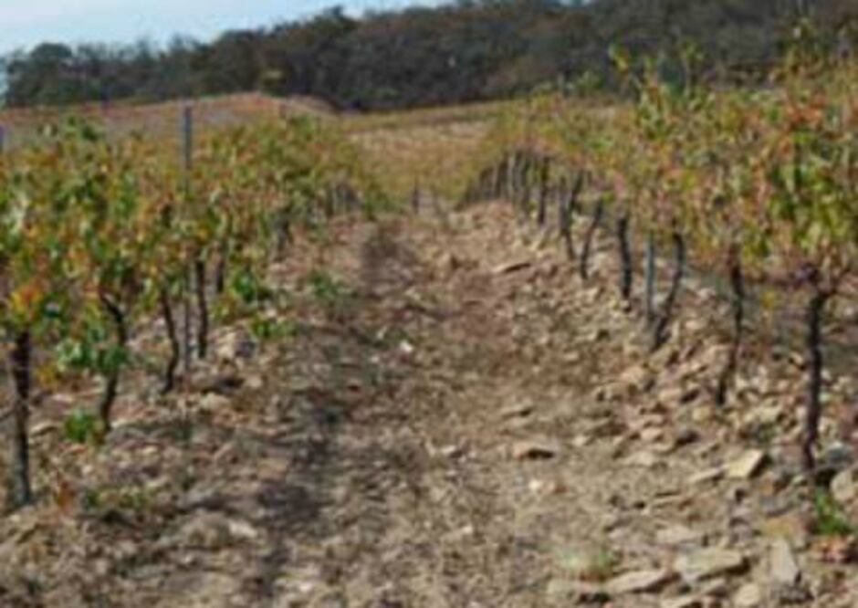 Campesinos padecen cambios climáticos