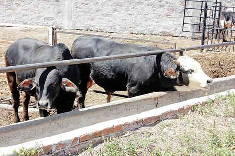 Denuncian uso de clembuterol en rastro 