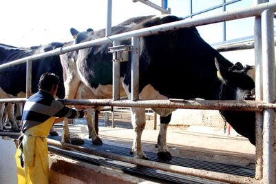 Disminuye 30% la producción de leche por altas temperaturas