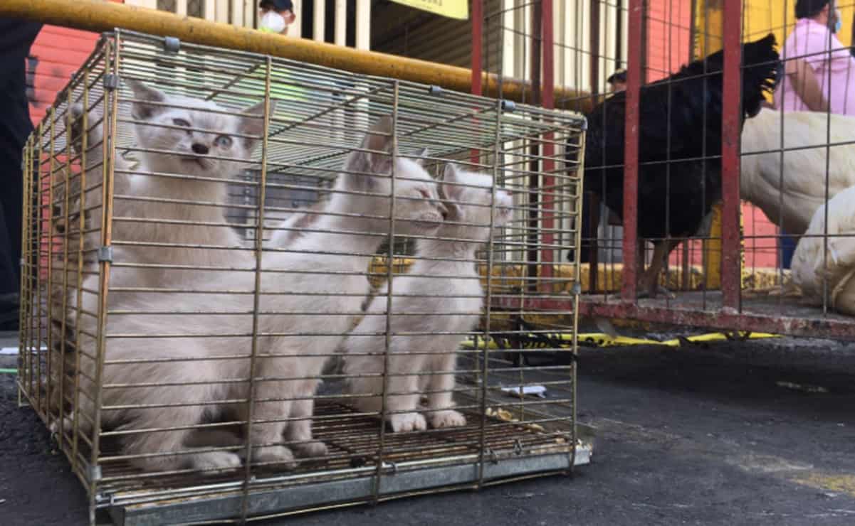 Los "michis" están a salvo: Rescatan animales tras incendio en Mercado de Sonora