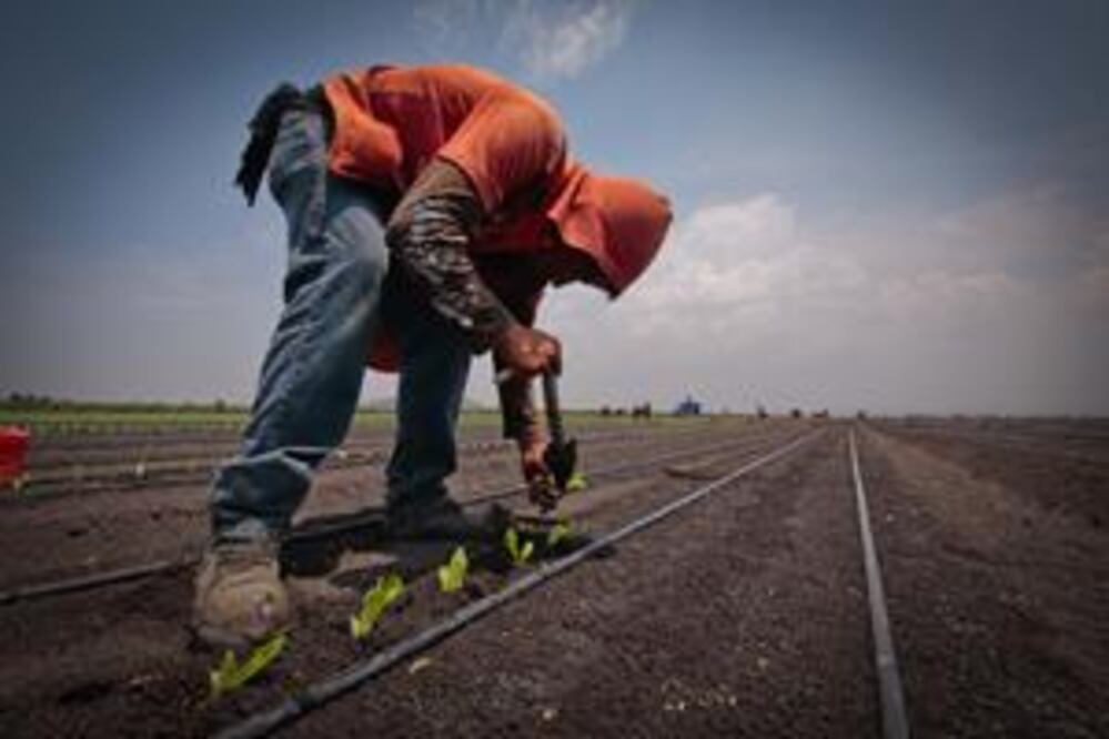 Del campo queretano al mundo