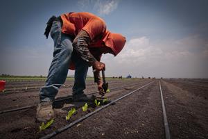 Del campo queretano al mundo