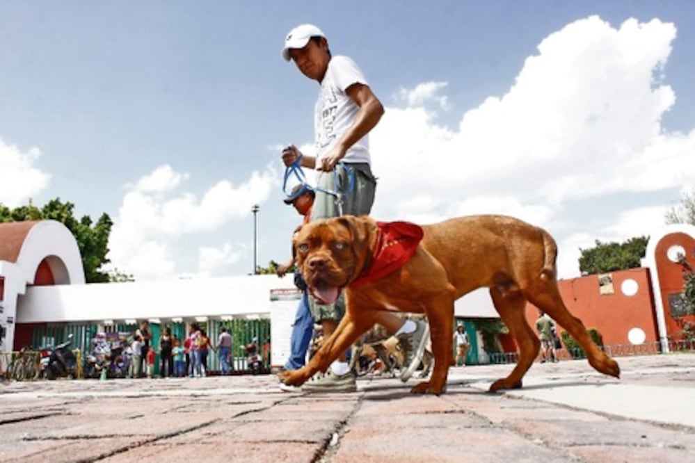 Buscan conciencia en adopción