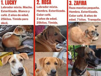 Buscan a perritos de mujer canadiense asesinada en Querétaro