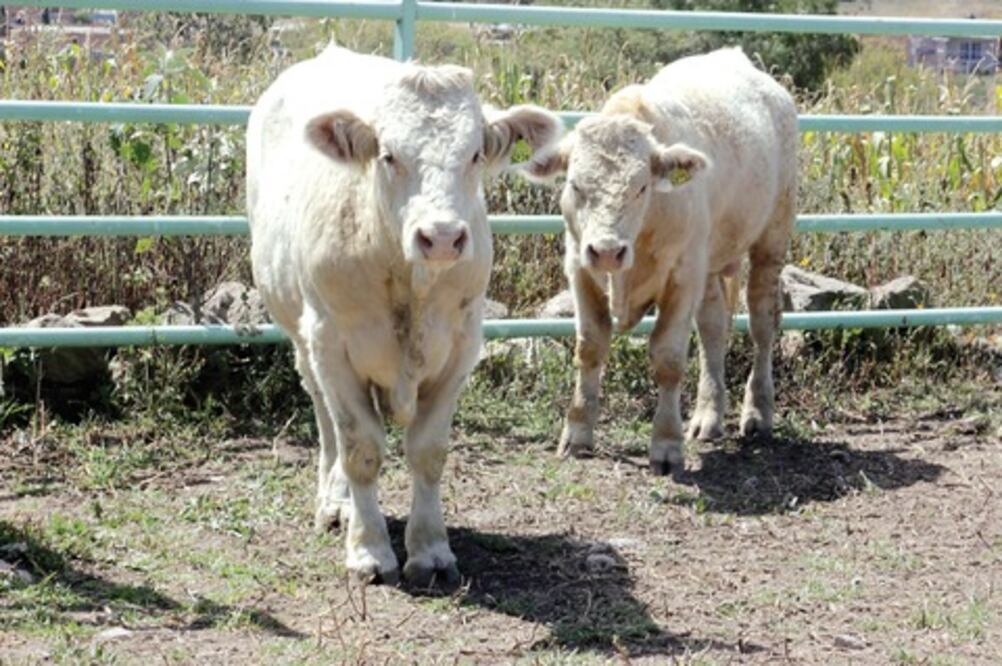 Preservan zona libre de plagas