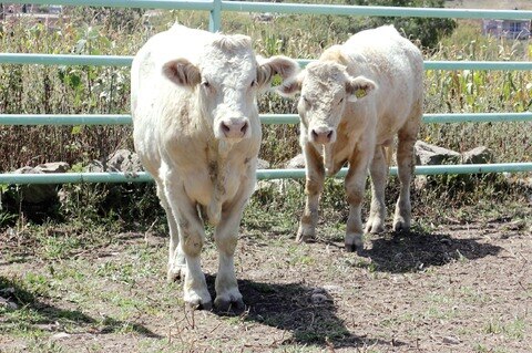 Preservan zona libre de plagas