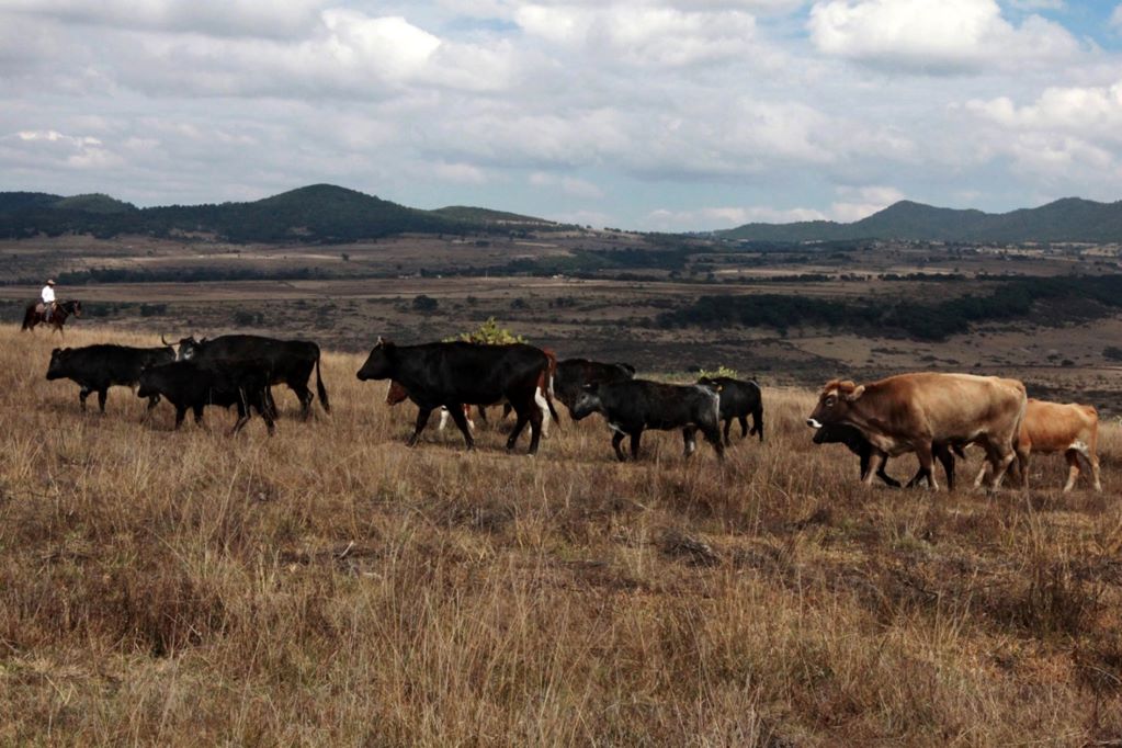 FOTO. ARCHIVO EL UNIVERSAL