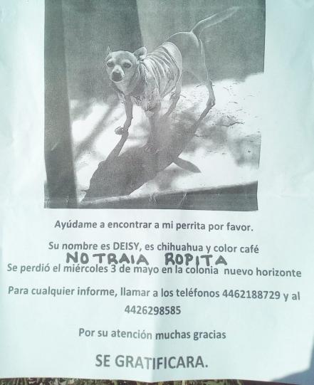 Ayuda a Deisy a regresar a casa; su dueña la busca todos los días en Querétaro