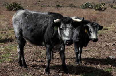 Disminuye 50% el robo de ganado en Querétaro