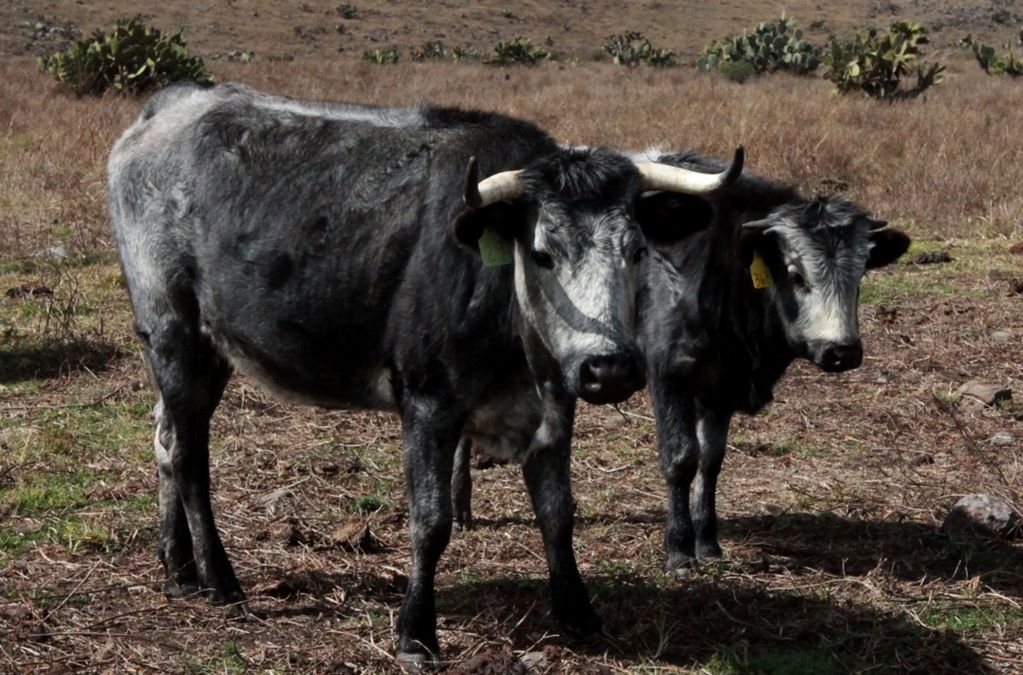Disminuye 50% el robo de ganado en Querétaro