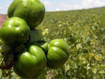 Lluvias dan buenas expectativas al campo