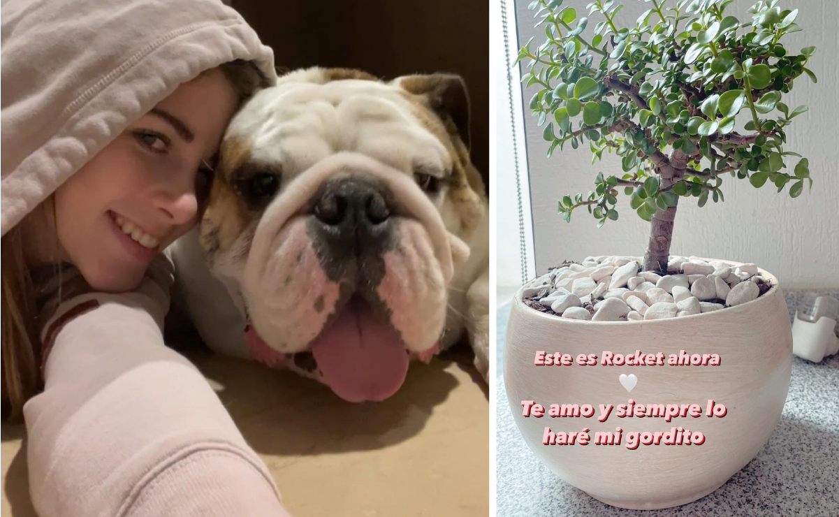 Video. Lomito muere en la veterinaria; lo habían llevado a un baño en Juriquilla