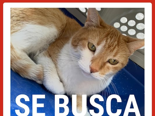 Buscan al gatito Orión; se extravió el 12 de junio en Querétaro