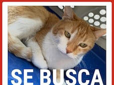Buscan al gatito Orión; se extravió el 12 de junio en Querétaro