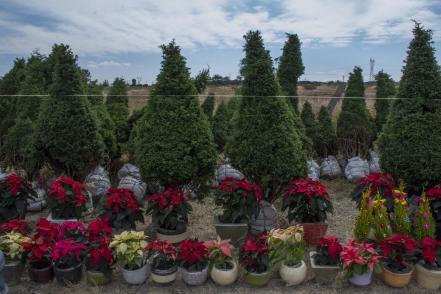 Vendedores de flores confían en una buena Navidad