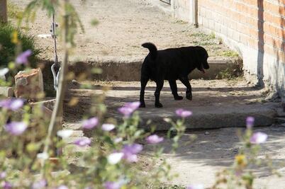 Denuncian colonos abandono de perros