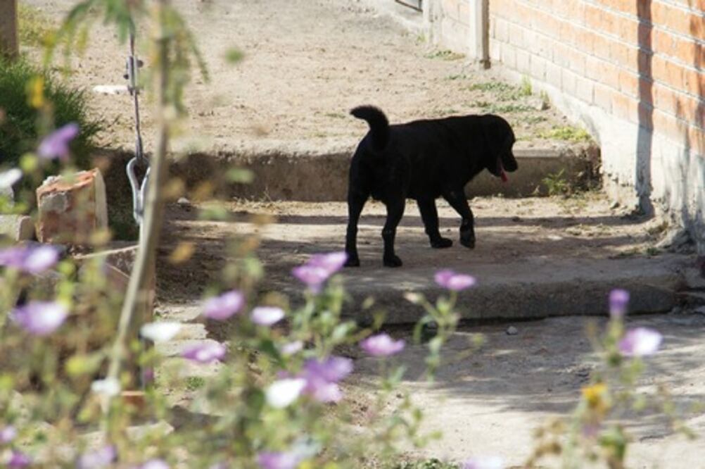 Denuncian colonos abandono de perros