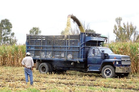 Adeudan en SJR a productores de maíz