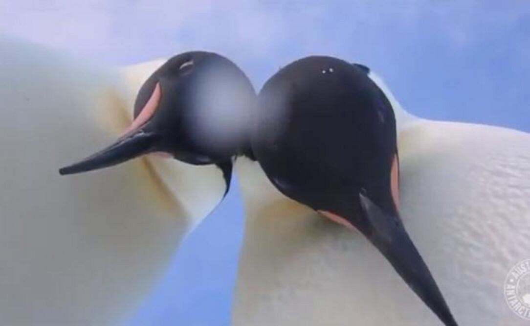 (Foto: Captura de pantalla)