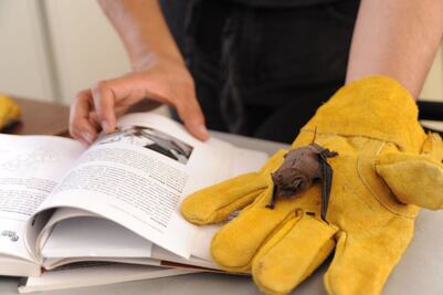 También iban a la escuela. Hallan colonia de murciélagos en primaria de Querétaro