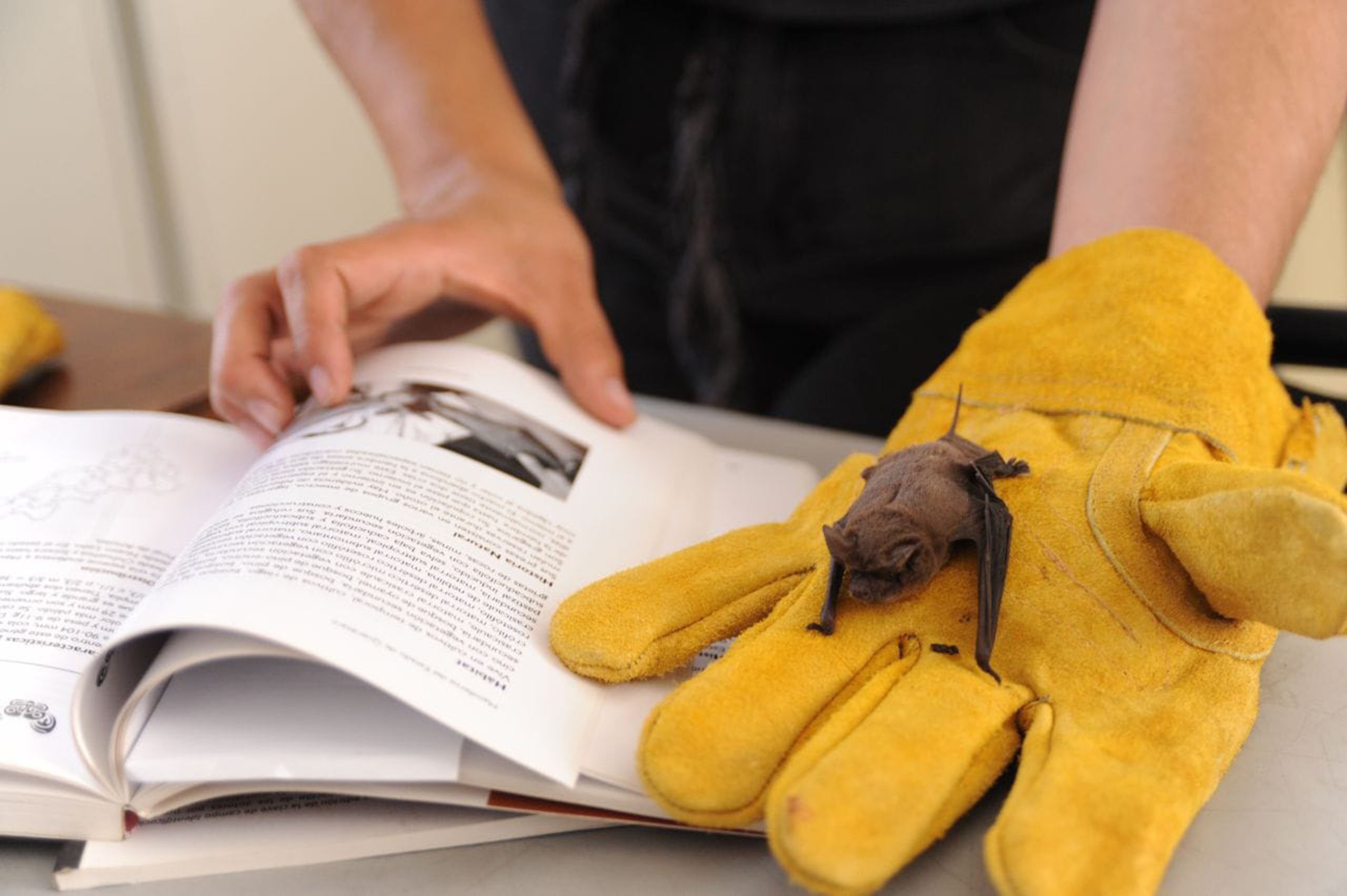 También iban a la escuela. Hallan colonia de murciélagos en primaria de Querétaro