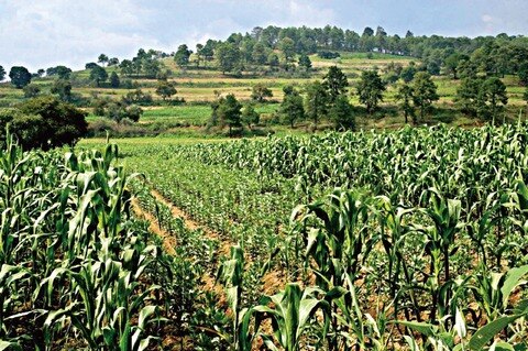 Exportan cosecha a EU por 100 mdd