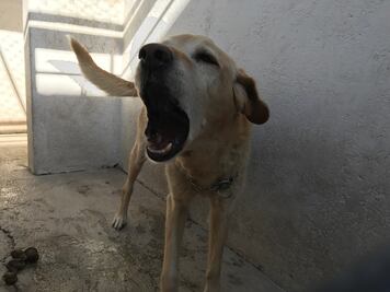 "Fiscalía de Querétaro no toma en serio las denuncias de maltrato animal"