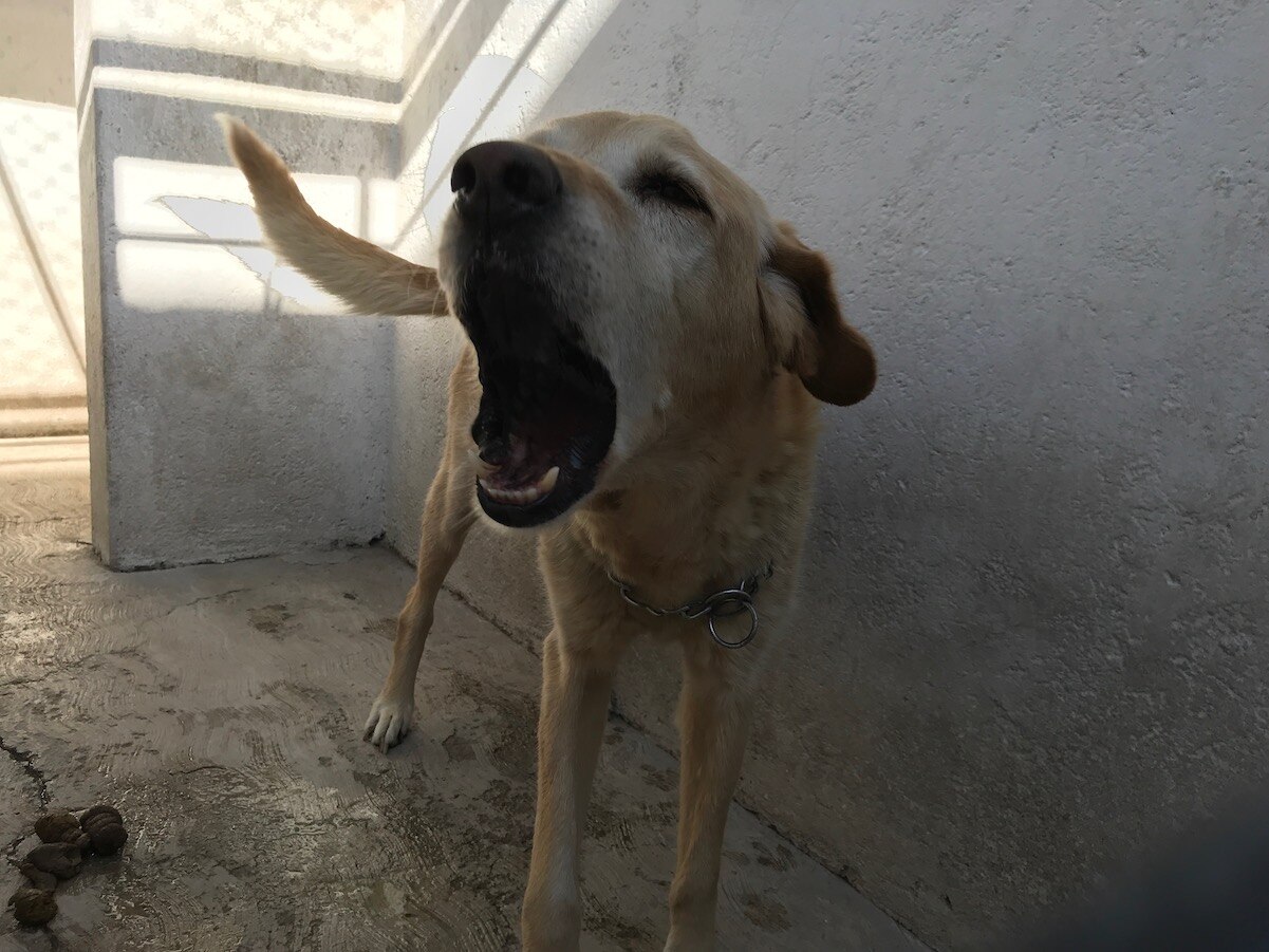 "Fiscalía de Querétaro no toma en serio las denuncias de maltrato animal"