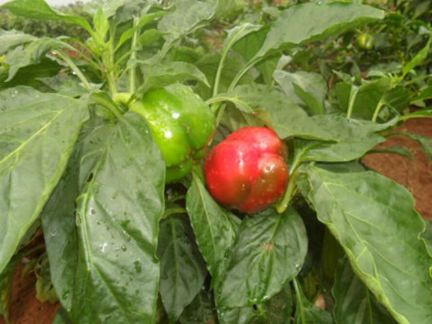 Hortalizas sin beneficio por lluvias