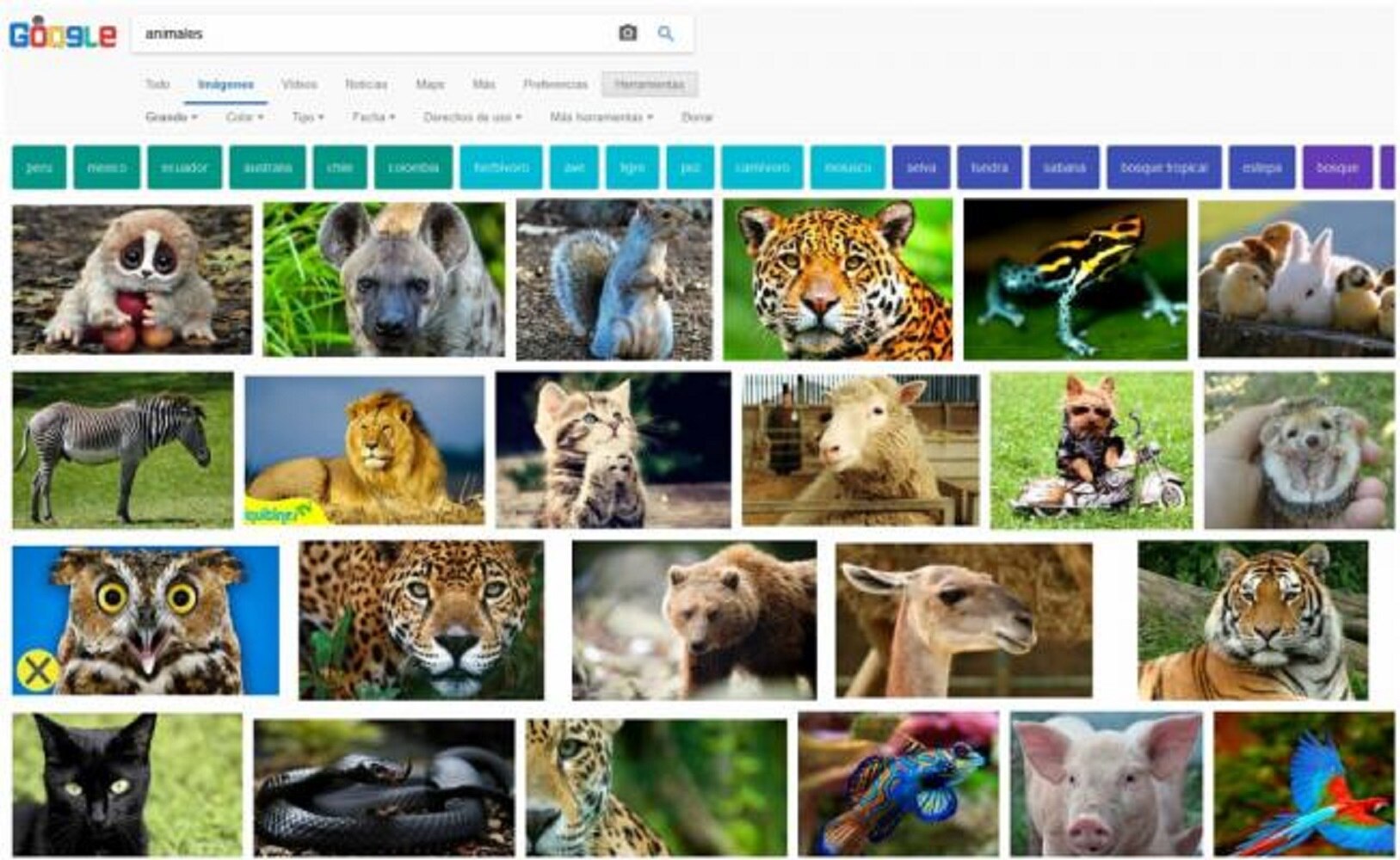 Google eliminará el botón de “ver imagen” de Google Imágenes