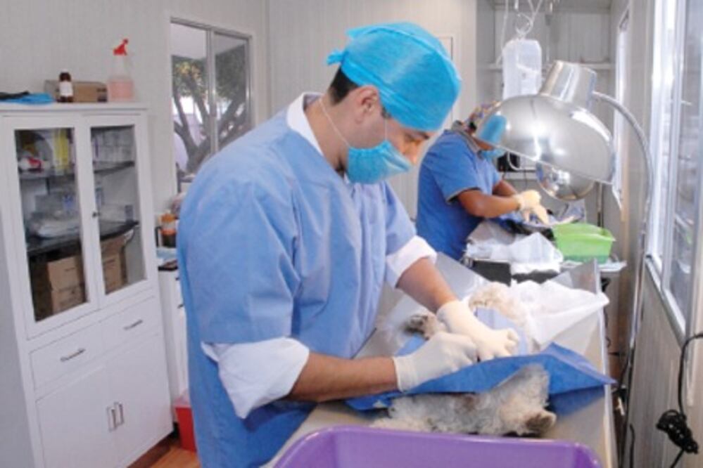 Buscan regularizar a médico veterinarios