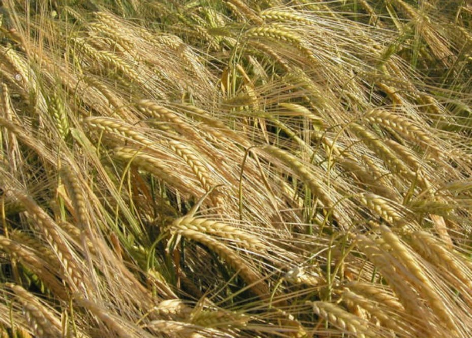 Campesinos pierden cebada por heladas