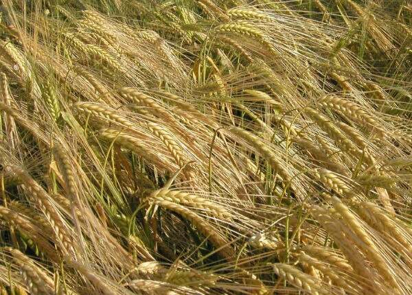 Campesinos pierden cebada por heladas