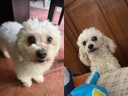 Buscan a Sashi, perrita extraviada en Juriquilla