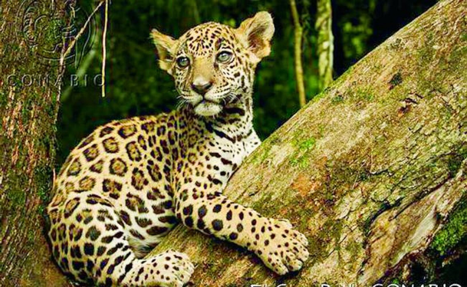 Jaguar, el gran felino emblemático de las culturas mesoamericanas