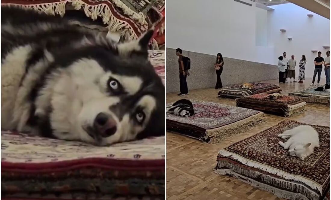 La Secretaría de Cultura exigió al museo que se retirara de forma inmediata el performance “Tragedy 2011” para no vulnerar los derechos de los seres sintientes. Fotos: Redes sociales