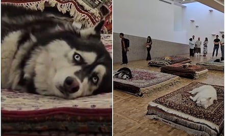 Museo Tamayo atiende a la PAOT por performance con perritos; “colaboraremos con la investigación”