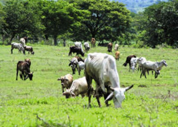Ganaderos en crisis