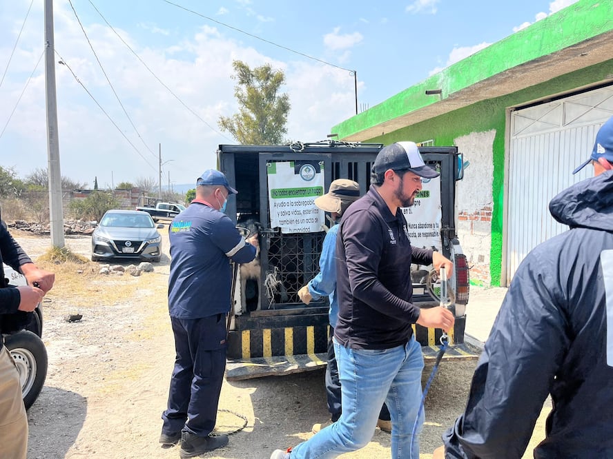 Foto. Facebook Dirección de Cuidado Animal SJR.