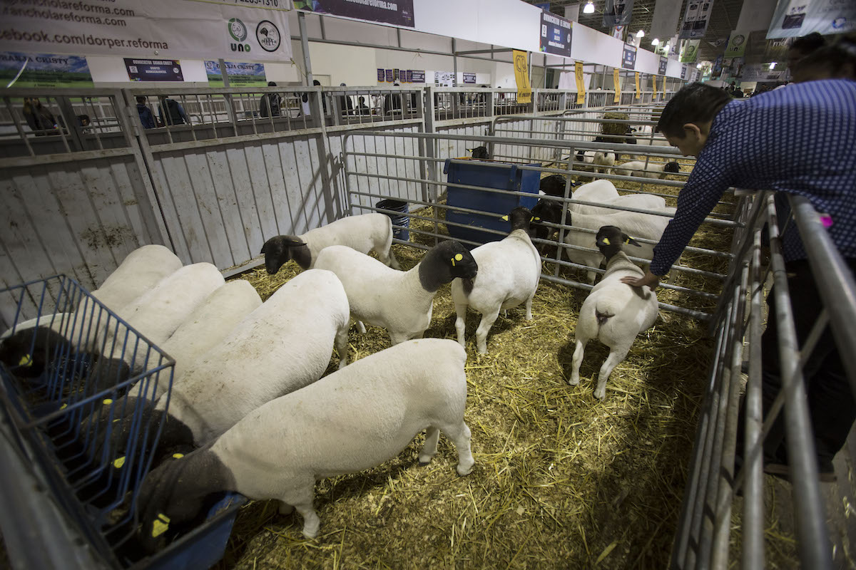 Feria Ganadera de Querétaro, casi un hecho que se llevará a cabo este 2022 