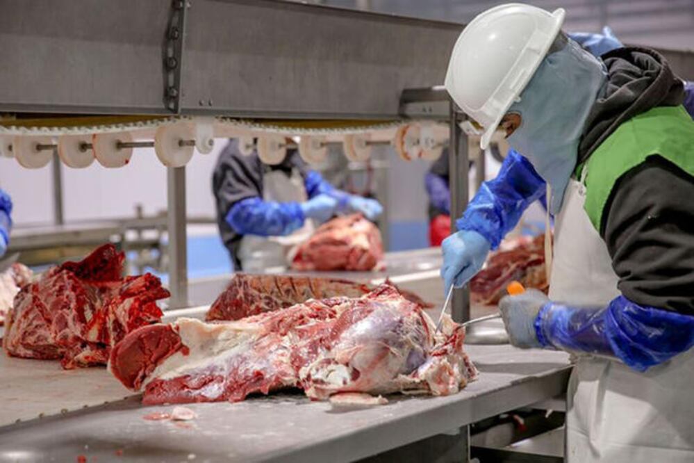 La Comisión de Desarrollo Agropecuario y Rural Sustentable señaló que no han sido detectados casos de ganado con clembuterol en lo que va del año. Foto: ARCHIVO EL UNIVERSAL