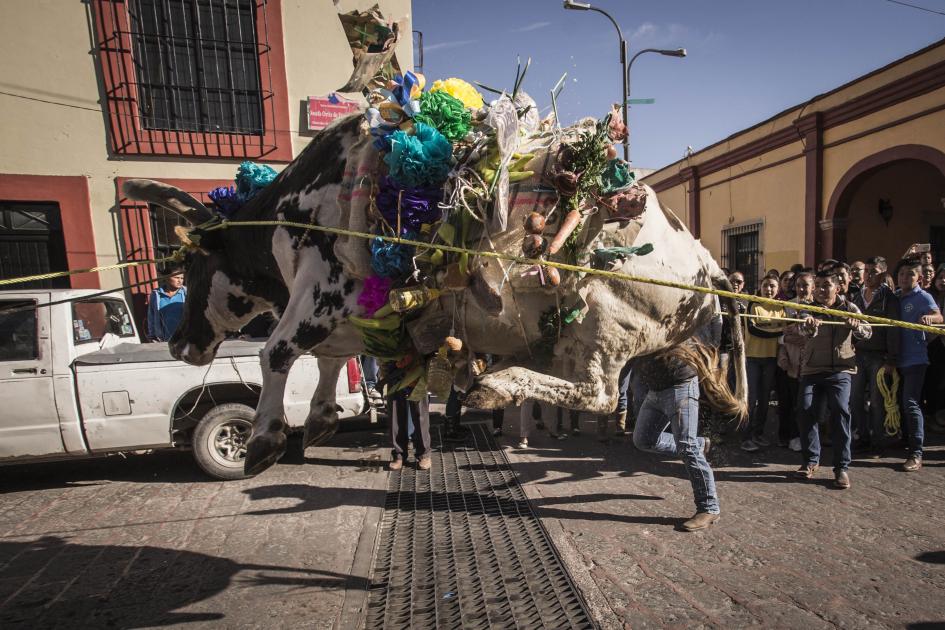 Tradición. Ofrendan buey a la Virgen