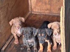 Rescatan a cachorros abandonados en San Juan del Río