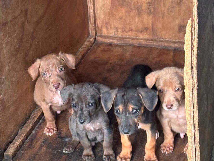 Foto. Facebook Dirección de Cuidado Animal SJR.